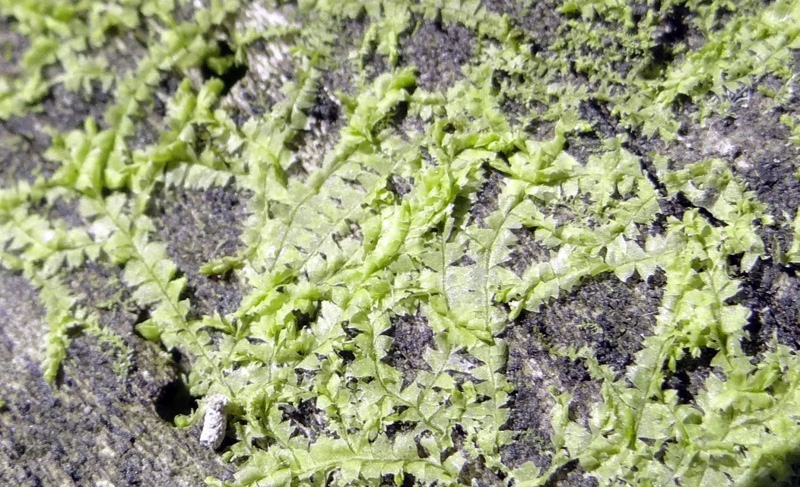 Chiloscyphus profundus